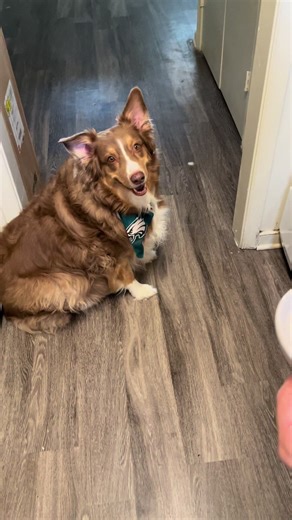 Puppy introduction (Pt1) Zeus Zeus is our old man. We got him in 2017, he is our baby boy and I’m so proud of him. He’s an Australian Shepherd, so lots of energy! But he still loves to cuddle and read with me (as long as he is the only one cuddling me- NO sisters allowed for our cuddle time) #dogsoftiktok #dogsofbooktok #booktok #australianshepherd