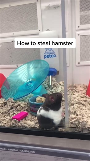 Hamster Cost at Petco: Affordable Prices for Your Furry Friend