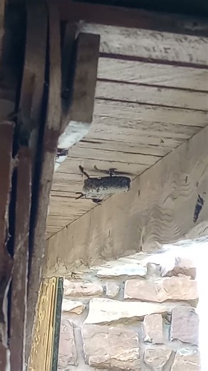 Metricus Paper Wasps Flying (1107/25) #Zoology_Time_with_Larry