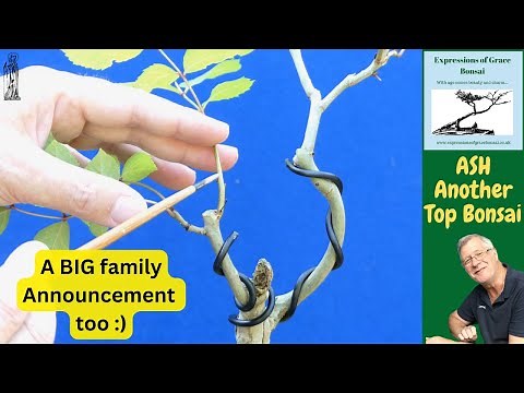 An EASY Bonsai Tree for Beginners - Ash | Rowan