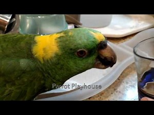 Parrot Burping | Cute Bird