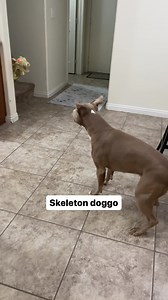 1.6M views · 67K reactions | Things my “dangerous” dogs are afraid of  #pitbulls #dogvideo #funnydogs #pets #lol #doglover #dogsoffacebook | Knight & Aston | Facebook