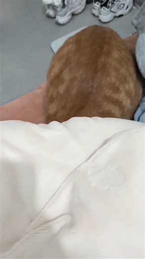 The Cutest Bed Crawling Cat Surprise