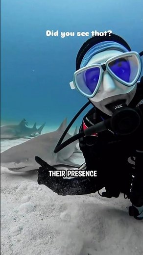 Petting this Shark is a terrible idea 😔