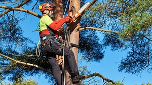 70 Meter Mountain Ash Removal: Watch This Massive Eucalyptus Tree Get Taken Down