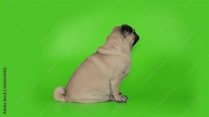 Cute pug dog attack, pouncing, fighting with green sreen. Back view