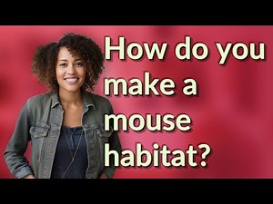 How do you make a mouse habitat?