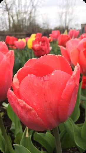 Pollination gardens (April 2024 - December 2024). #pollinationgardens #pollinatorgarden #pollinatorgardens #gardeninglife #garden #gardens #whitepigeonestates #letitbee #lovelovelove #lifeisgreat #plants #plantlover #gardening | Kelly Marie Masterson