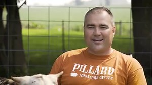 Miniature cows are a cow in every way, just a little bit shorter. | Very Local