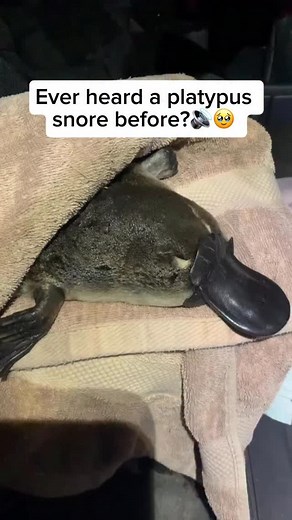 The platypus is one of nature’s most extraordinary creatures and an egg-laying mammal found only in Australia. With its duck-like bill, webbed feet, and beaver-like tail, it looks like a mix of several animals, yet every feature is perfectly designed for its semi-aquatic lifestyle. An expert swimmer, the platypus hunts underwater using electroreception, detecting the faint electric signals of its prey with remarkable precision. Male platypuses even have venomous spurs on their hind legs capable