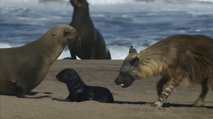 31K views · 397 reactions | Los lobos marinos del Cabo: tan adorables como vulnerables. | National Geographic | Facebook