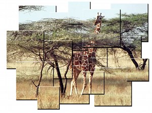 An Image Collage in Photoshop or Photoshop Elements | Adobe Education Exchange