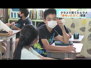 クラス全員で育てたヒラメ「命をいただく」授業 東京・足立区の小学校