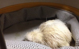 【kiwi/生肉】第三只白色kiwi诞生于普卡哈布鲁斯山(2012.11.27）