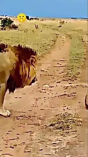 Male Lion vs Female Lion – The Battle You Didn’t Expect!