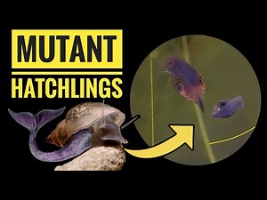 Fancy Tail Bladder Snails - Part 2 HATCHLINGS