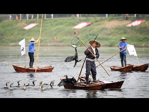 Fishing With Birds in China | 100 Birds fishing together