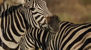 Plains Zebra in natural grassland habitat, South Africa Stock Video