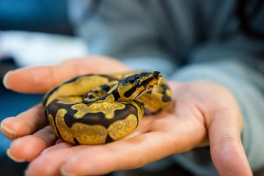 A Snake Experts Busts Common Ball Python Myths