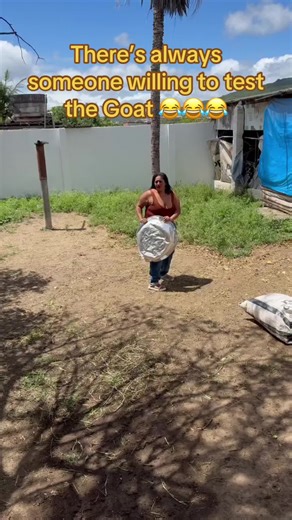 There’s always someone willing to test the Goat 😂😂😂 #billygoat #goats #funny #mexico #laugh