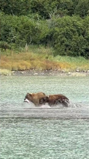🔊 SOUND ON! Fat cubs in a savage fish fight! @AlaskaUltimateSafaris #Bears #Cubs #Fish #Wild