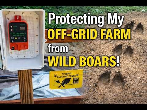 Protecting My Off-Grid Farm from Wild Boars with Electric Fencing #ElectricFence #OffGridLiving