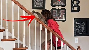 Adorable ardilla le encanta subir y bajar escaleras con su dueño