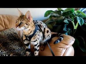 🐾 F1 Savannah Cats - Leash & Harness Training ! Stage 1