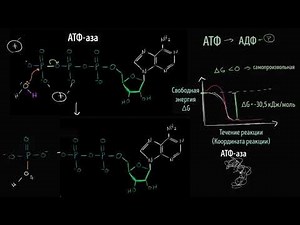 Механизм гидролиза АТФ (видео 11) | Энергия | Биология