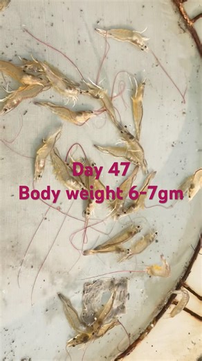 Vannamei culture #aquaculture #parwan #fishing #shrimp