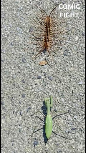 Mantis vs House centipede