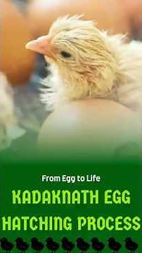Kadaknath Egg Hatching Process!