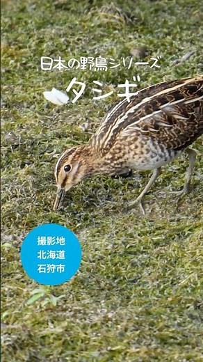 Common Snipe | Probing For Food In Muddy Wetlands #birdwatching