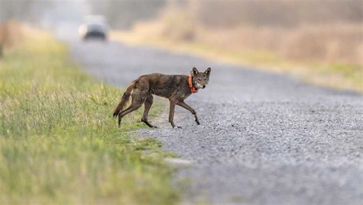 Endangered red wolves need space to stay wild. But there's another predator in the way — humans