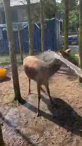 Here's one of our many rescued deer enjoying a shower to help her keep cool in this warm weather. Hillside is home to 750 Rescued Cows, 2500 Rescued Horses, Ponies and Donkeys, 750 Sheep and Goats, 300 Pigs and lots of other animals including many rescued dogs and deer... Patron: Martin Shaw Hillside Animal Sanctuary Hill Top Farm, Frettenham Norwich NR12 7LT 01603 736200 www.hillside.org.uk | Hillside Animal Sanctuary
