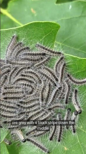 Identifying and reporting oak processionary moth