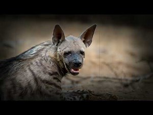The Striped Hyena: Africa’s Most Mysterious Predator
