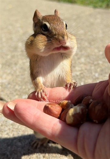 Chipmunks: Adorable Moments in Nature's Comedy