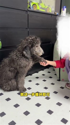 Learn the Puppy Handshake in One Easy Step