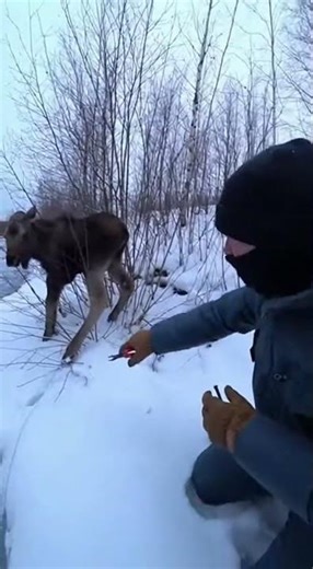 Man saved a trapped Calf #youtubeshorts #animallife #animals #pets #zoo #wildlife #nature #shorts