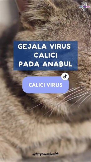 Gejala Calici Virus pada Kucing: Ciri-Ciri dan Penanganan Yang Tepat