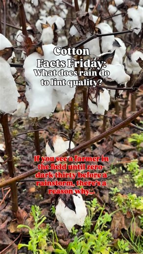 1.3K views · 443 reactions | Cotton Facts Friday: Rain and Its...