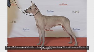 Ultimate Guide to Grooming Your Xoloitzcuintle Dog