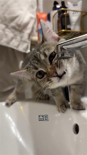 Cats' Urine and Poop Mess: Solve the Random Litter Box Chaos