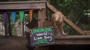 RAW VIDEO: London Zoo's Asiatic Lions Celebrate World Lion Day