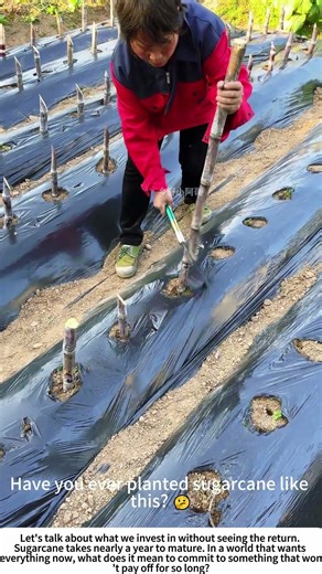 Planting Sweetness: Starting a New Sugarcane Crop 🌾🧑🌾