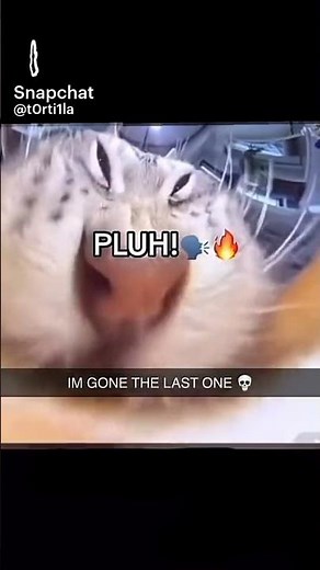 Stupid ass cat says pluh #memes