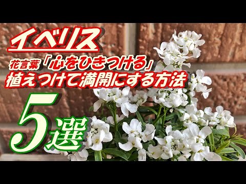 【花】イベリスの育て方・植え付け