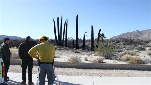 Oasis of Mara, Joshua Tree fire