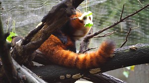 Download Video of Red panda in zoo for free